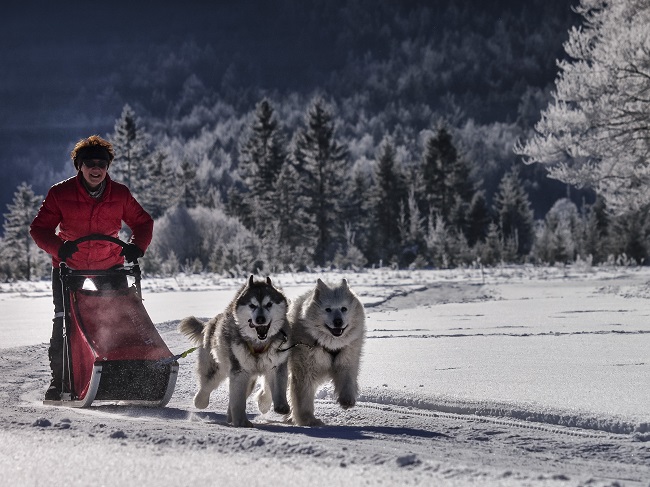 Husky-Schlittenfahren-angebot